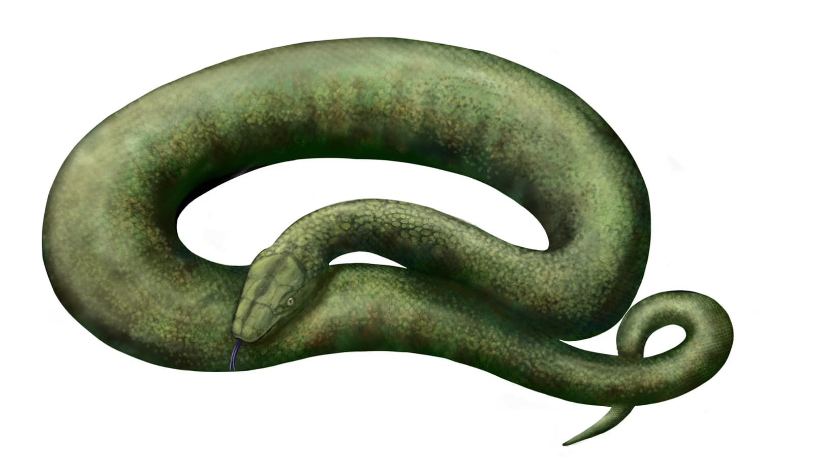 Discovery of Vasuki Indicus: The 49-Foot Ancient Serpent Older Than the Himalayas