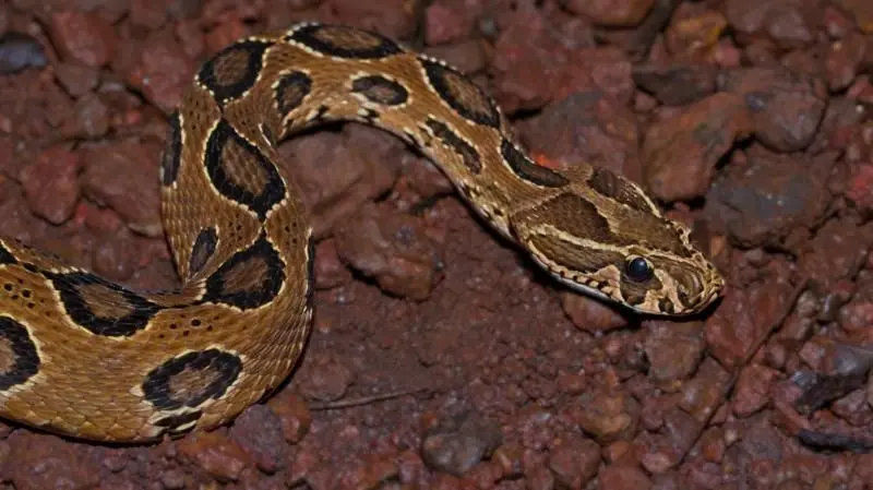 How to Prevent Snakes from Entering Your Home During the Monsoon